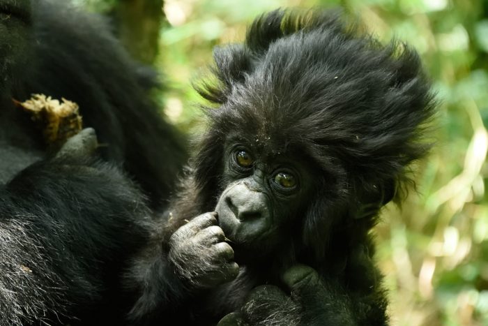 7 Days Rwanda Primate Safari Adventure