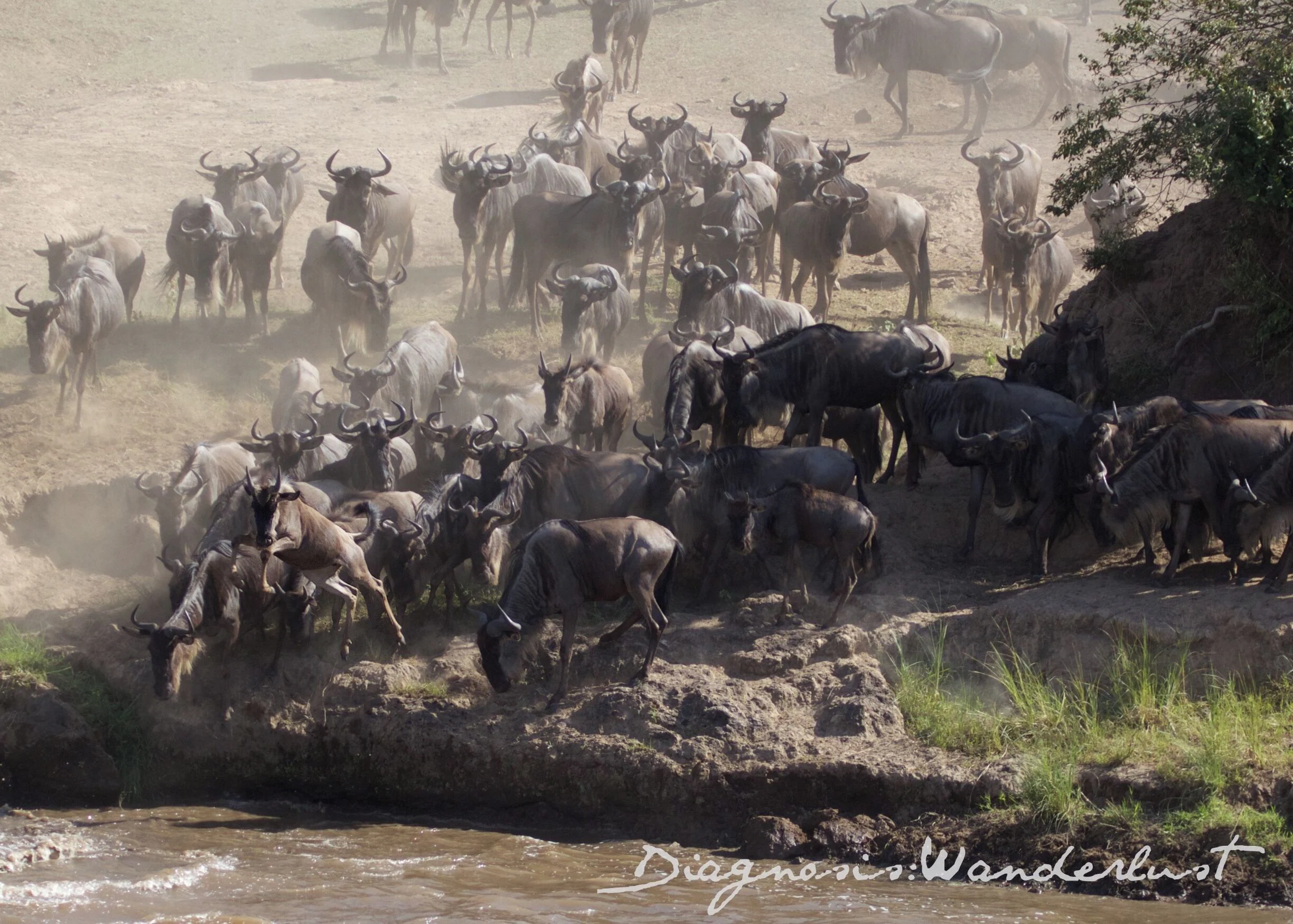 Wildebeest Migration
